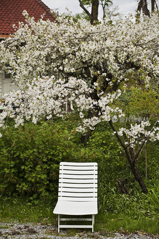 太阳椅和盛开的樱桃树。