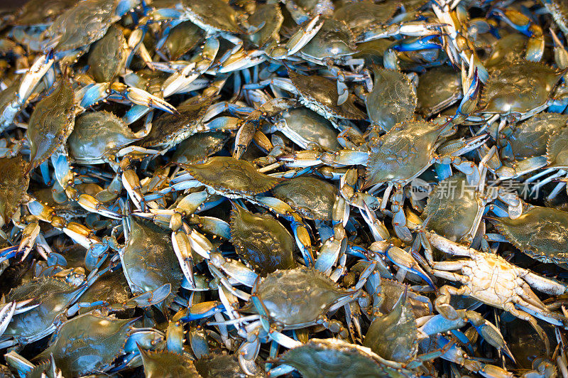 马里兰蓝蟹