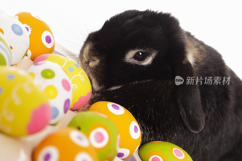 带彩蛋的复活节兔子