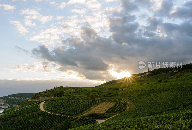 夕阳下的绿葡萄园