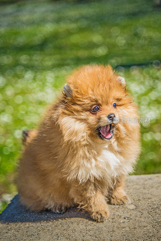 美丽的雌性博美犬