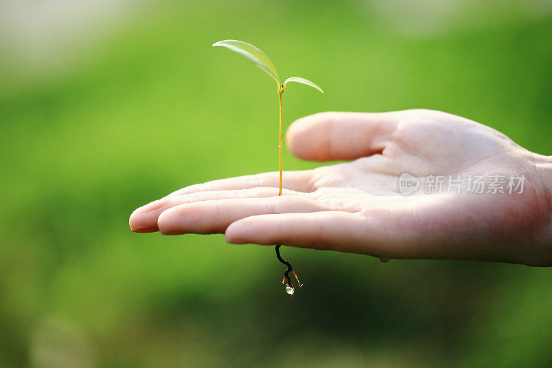 在女人的手掌上有根的小植物