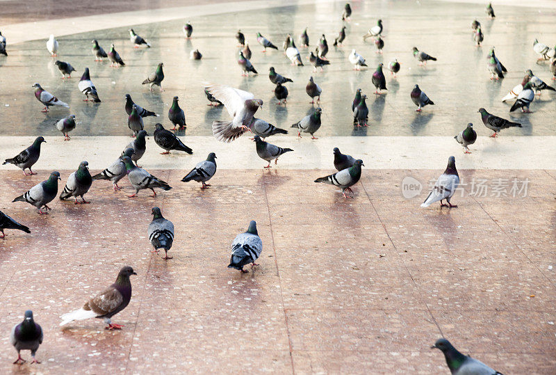 巴塞罗那加泰罗尼亚广场上的一群鸽子