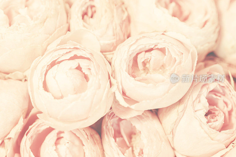 一束粉红色的牡丹玫瑰