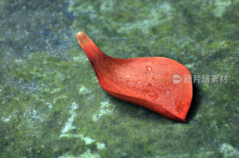 死去的花瓣