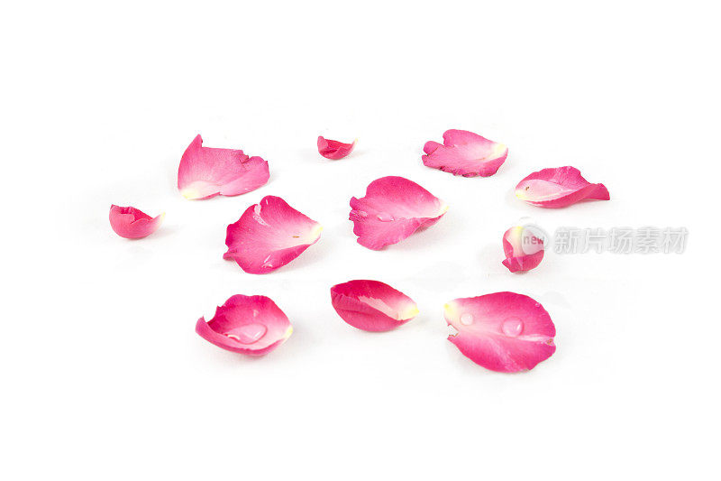 玫瑰花瓣白色背景上孤立的粉红色