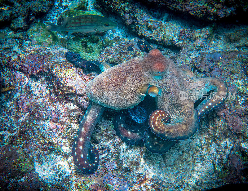 暗礁章鱼(章鱼蓝藻)智能头足类无脊椎动物的触手水下