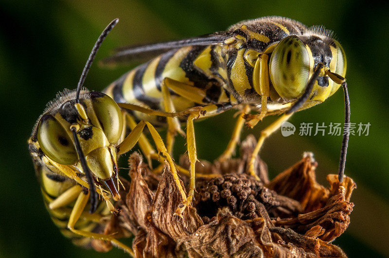 两个黄蜂