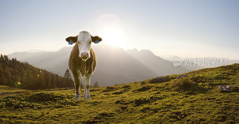 阿尔卑斯山的牛