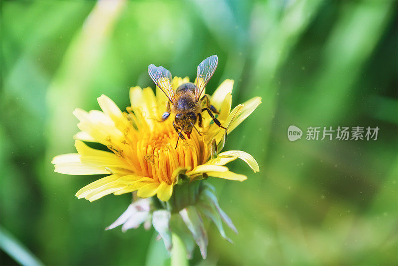 一只蜜蜂在浅地的花上