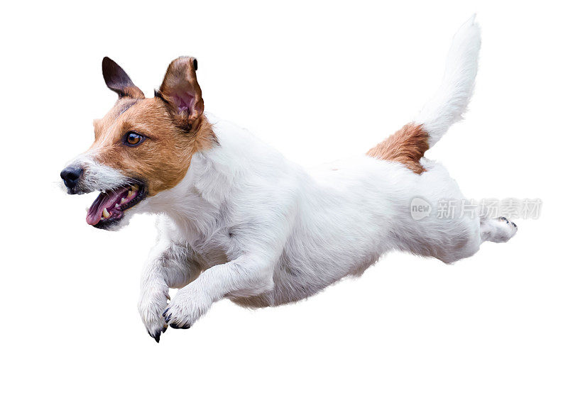 杰克罗素梗狗奔跑和跳跃孤立的白色