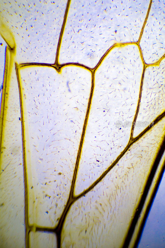 昆虫翅膀的显微图像