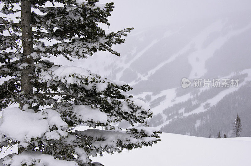 科罗拉多州比弗克里克雪山山脊上的树