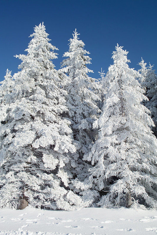 下雪的冬天的风景