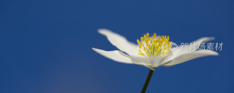 五叶银莲花