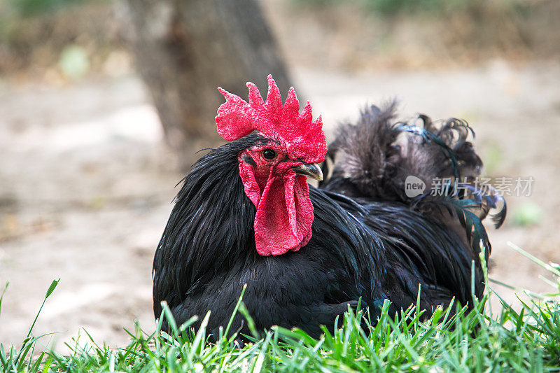有红鸡冠的黑公鸡蹲在草地上