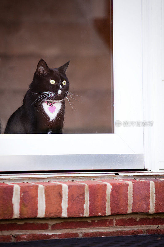 透过玻璃门看的漂亮猫