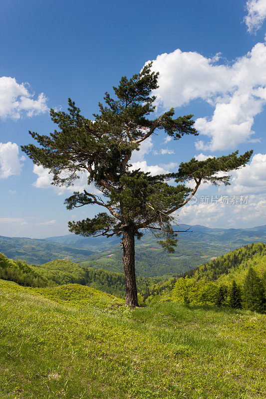 孤松。Beskid,波兰。