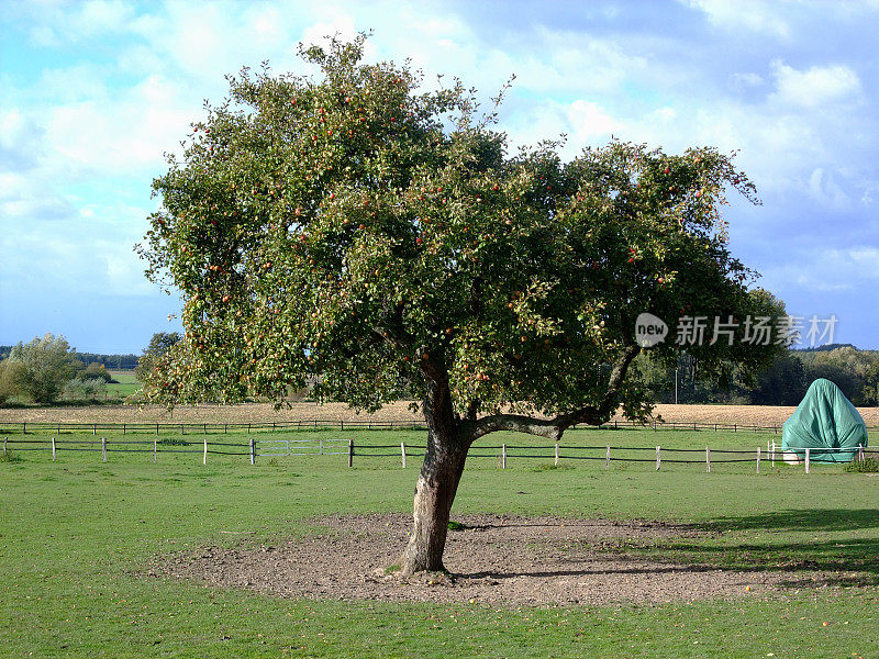 苹果树