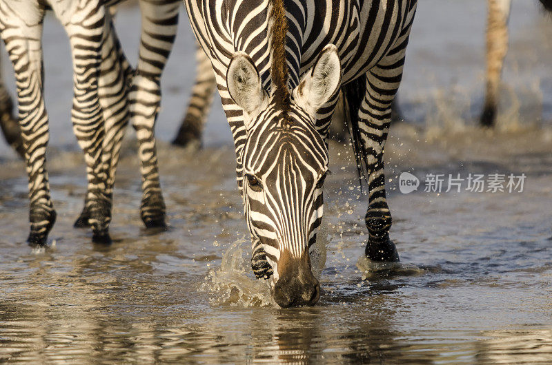 非洲坦桑尼亚，在池塘里喝水的斑马