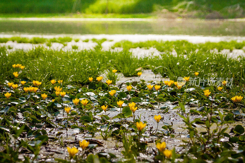 河堤上的黄花田。