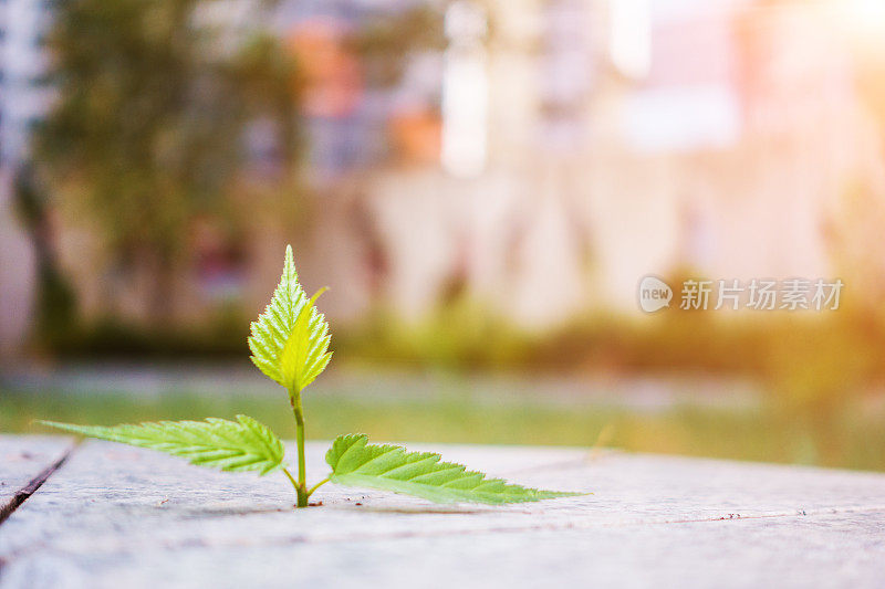 混凝土中长出了新鲜的植物