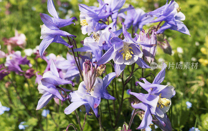 Aquilegia花盛开在春天