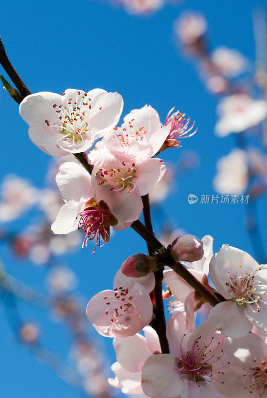 野生樱花