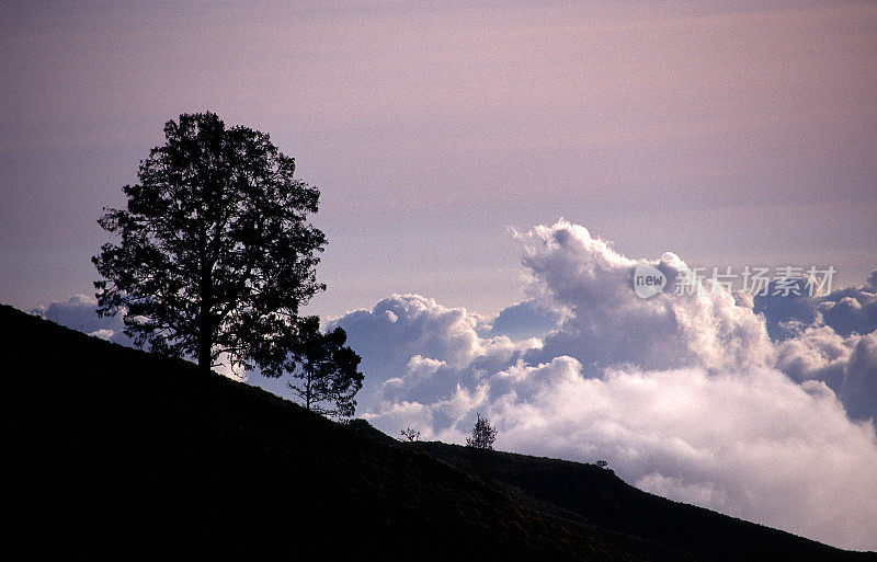 高耸的云和寂寞的树