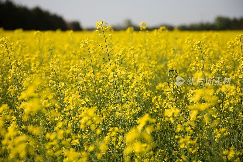 油菜