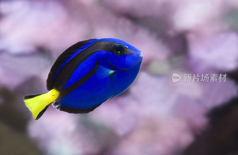 小蓝唐的特写，副棘猪肝，在一个水族馆