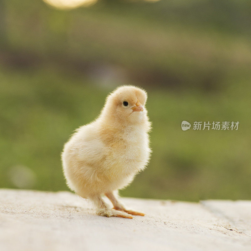 牛子，小矮脚鸡