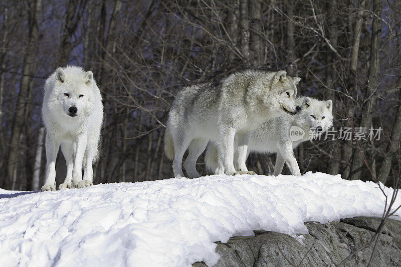 三只北极狼在冬天