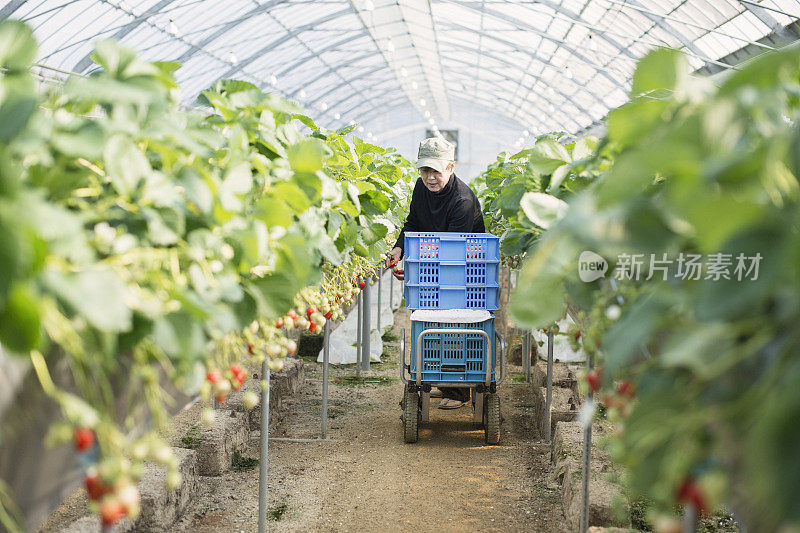 老农民正在收割草莓