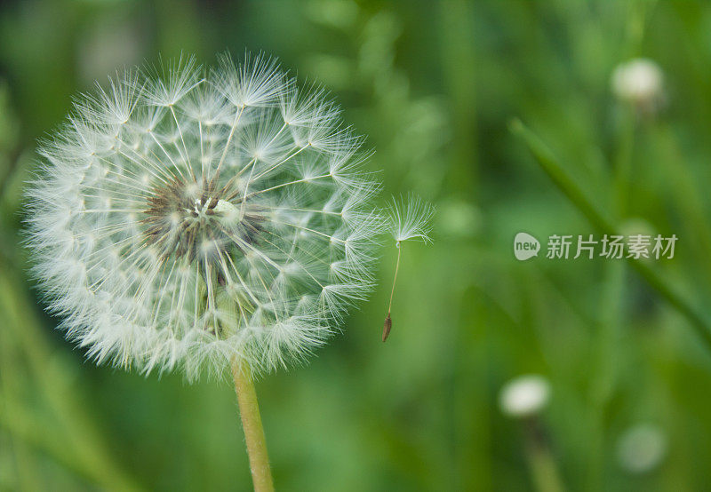 带着种子的蒲公英就要飞起来了