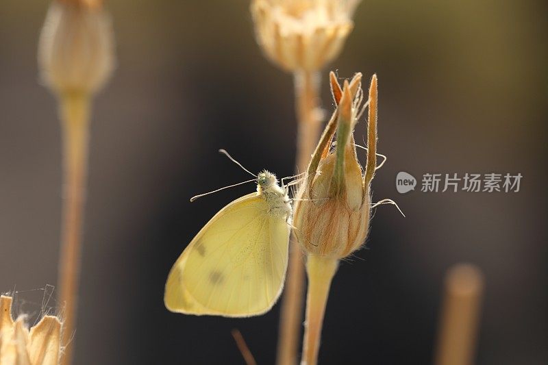 码头是一朵盛开的花上的蝴蝶