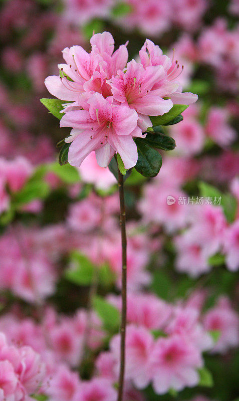 粉红色的杜鹃花