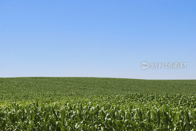 碧绿的玉米地在夏日的蓝天下滚动