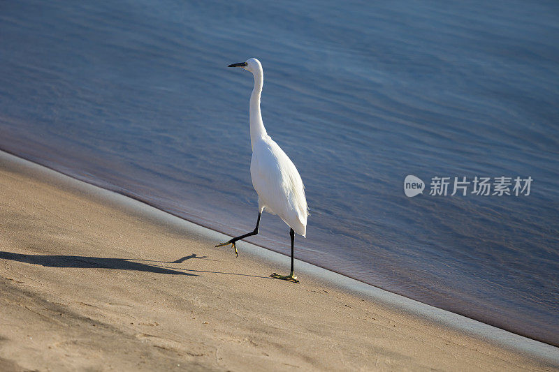 小白鹭