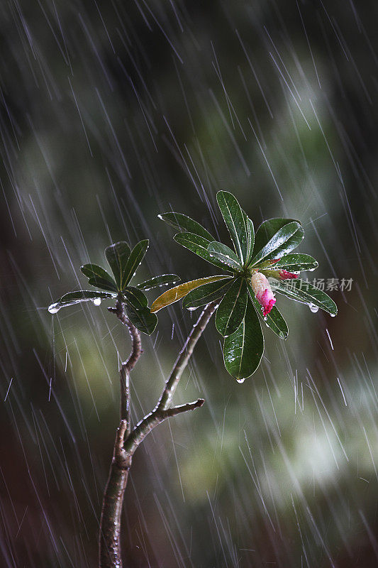 雨中的粉红夹竹桃