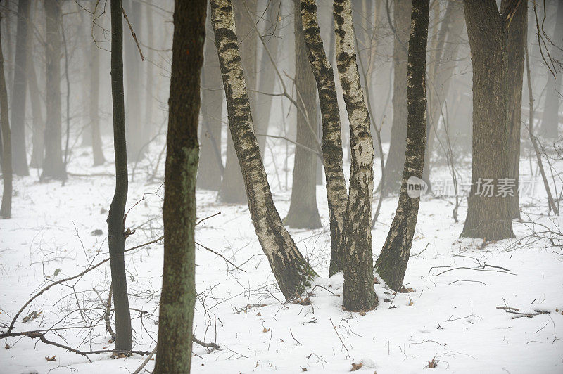 有雾的冬天森林