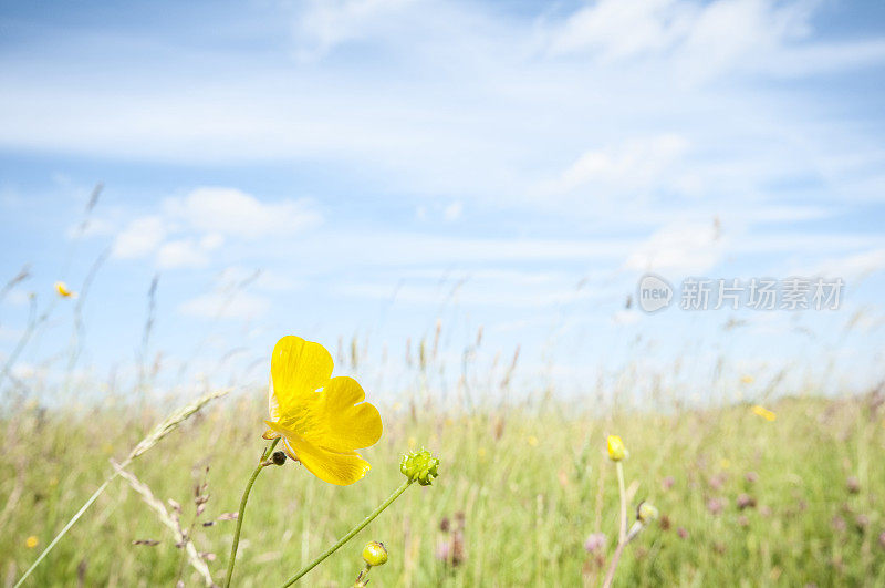 夏日蓝天下的草地上的毛茛