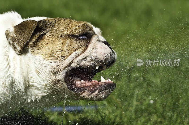 狗与水
