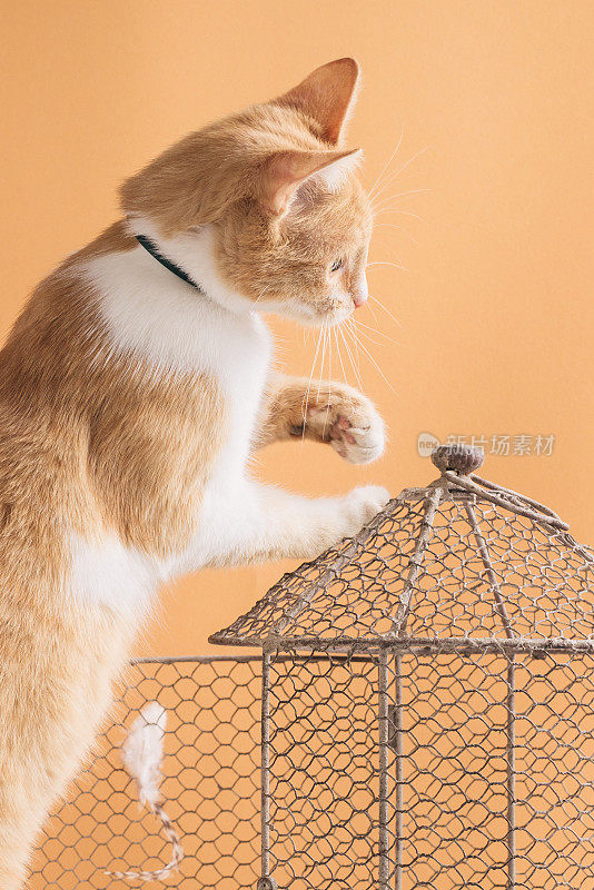 一只橘色的猫在鸟笼上盯着里面