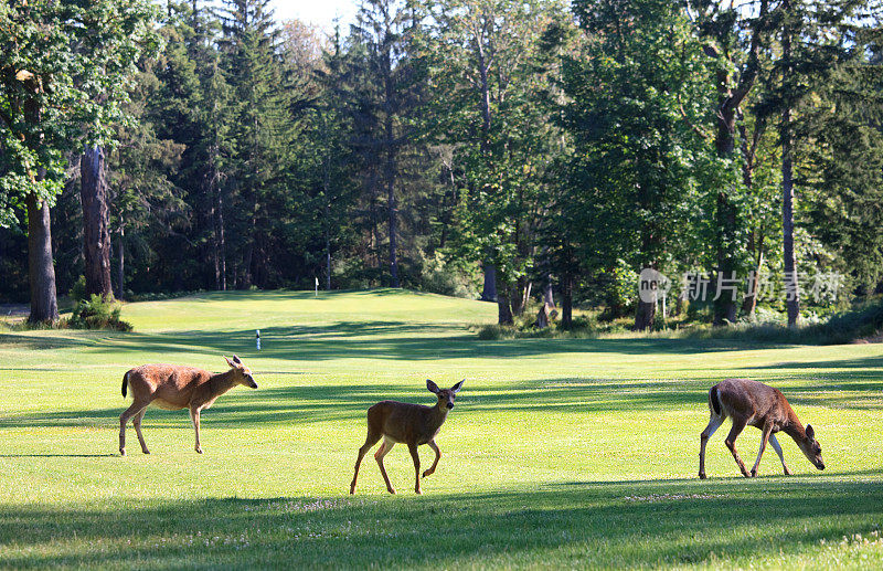 三只鹿在美丽的高尔夫球场上