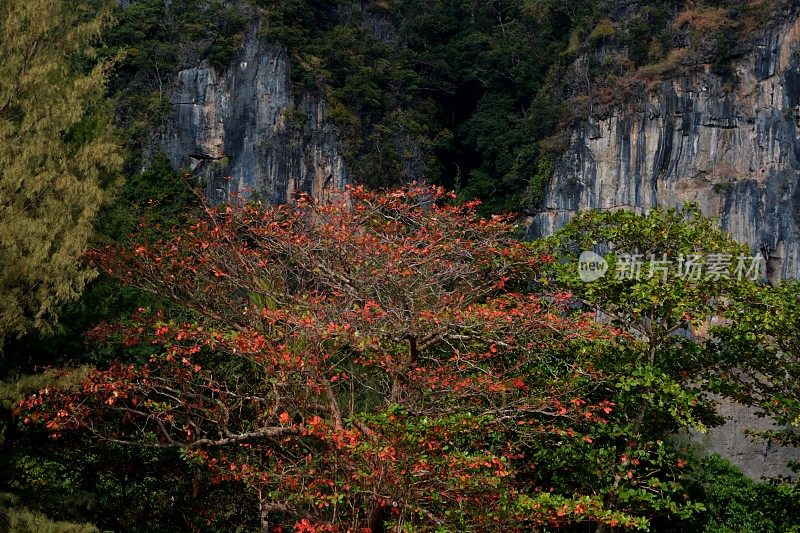 热带树木和石灰岩，莱雷