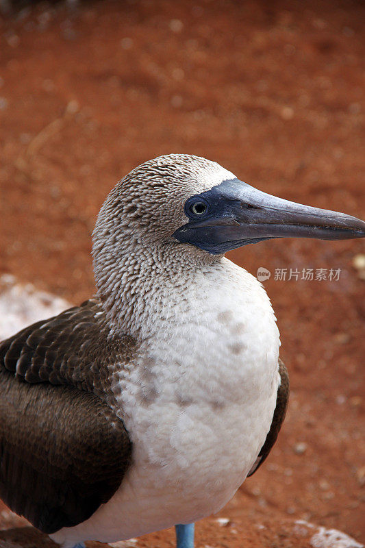 加拉帕戈斯:北西摩岛的蓝脚鲣鸟