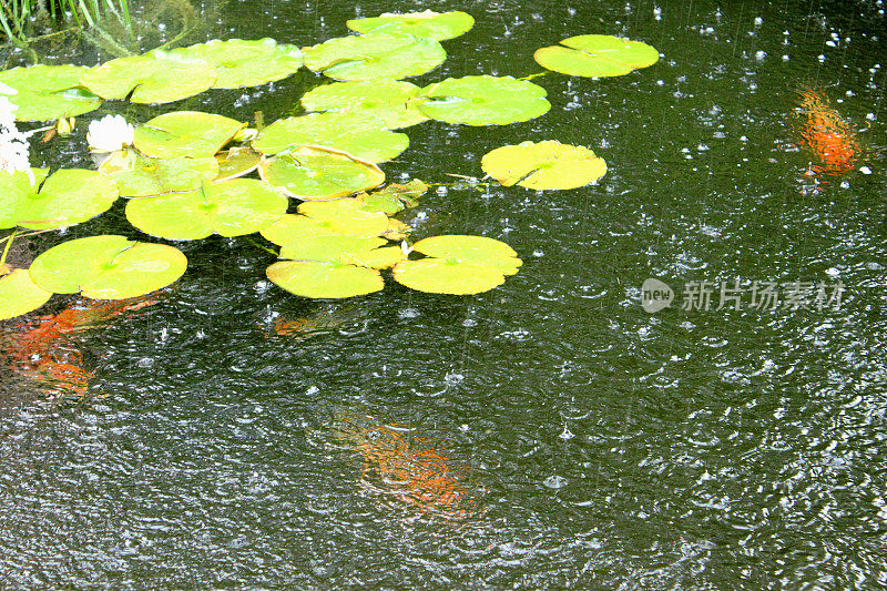 意象花园池塘里有锦鲤，下雨的天气，雨点