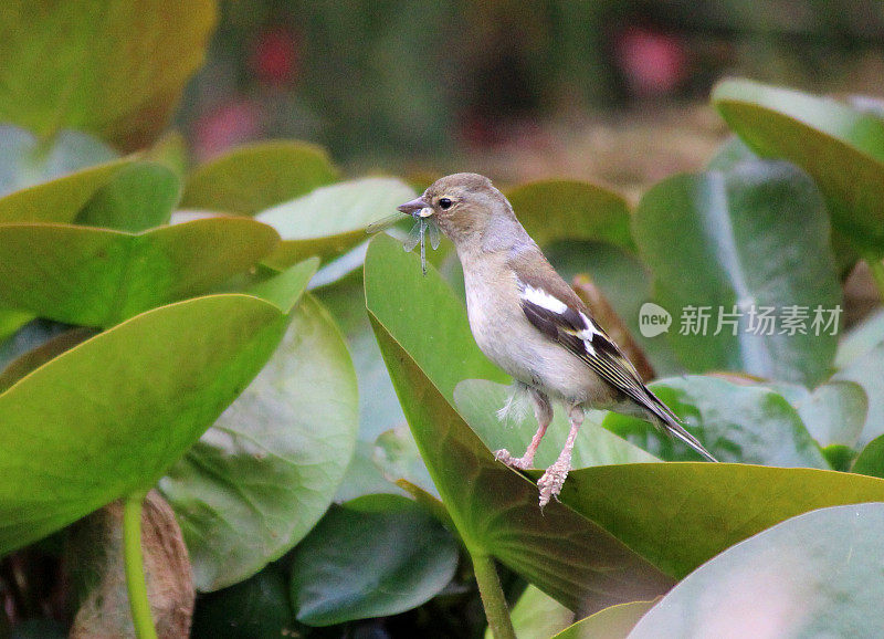 想象苍头燕雀吃豆娘、睡莲叶、花园池塘