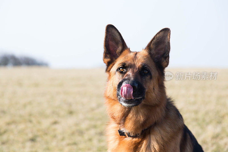 德国牧羊犬